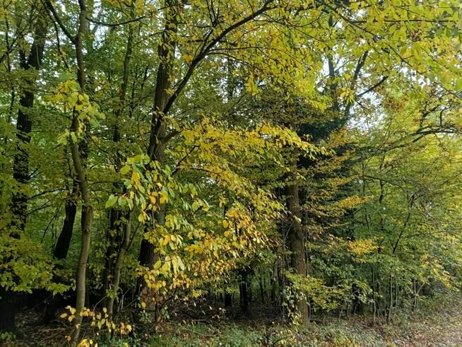 Działka rolno-leśna Lipnica Dolna