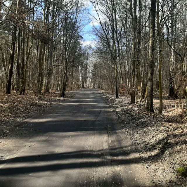 Działka leśna Zgierz