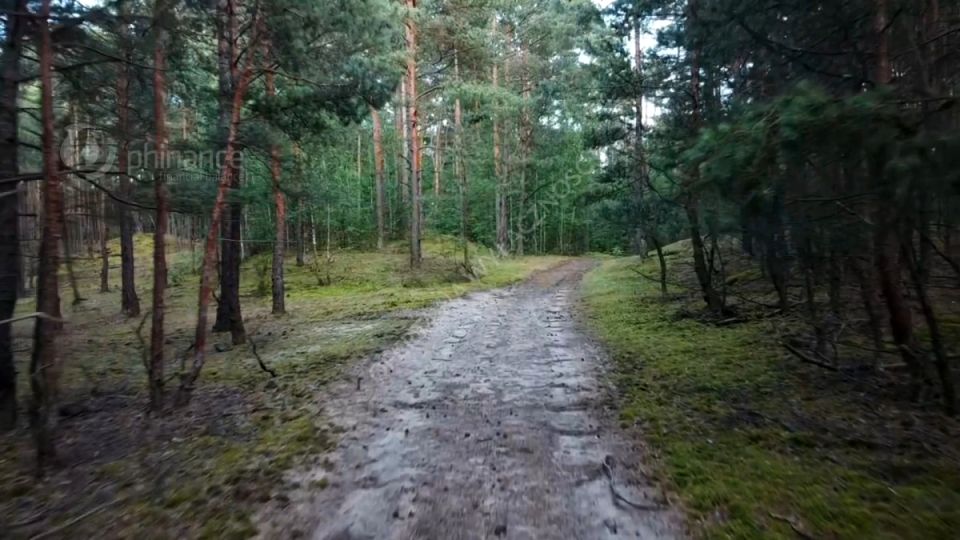 Działka leśna Czosnów