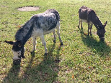 Działka budowlano-rolna Zabrze