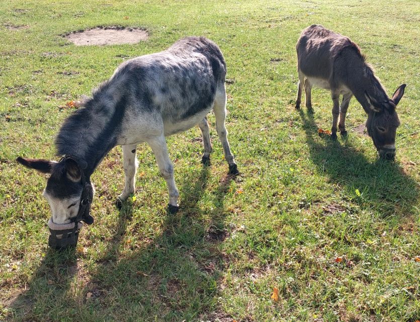 Działka budowlano-rolna Zabrze