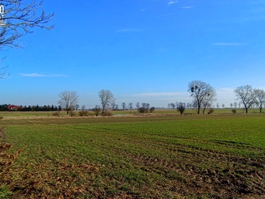 Działka siedliskowa Bielice sprzedam