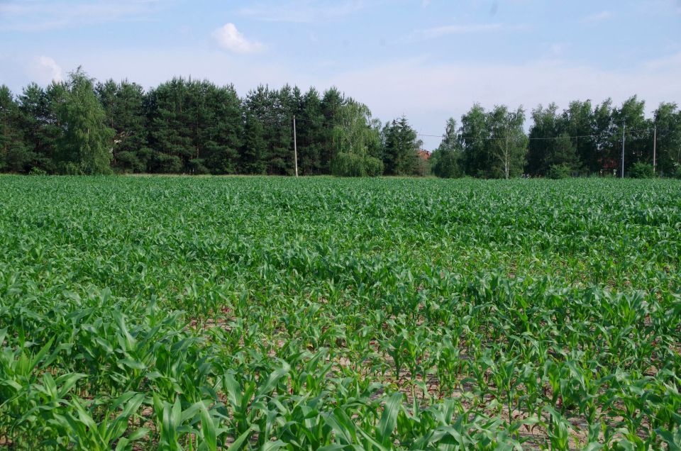 Działka budowlana Przecza
