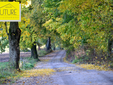 Działka leśna Borzynowo