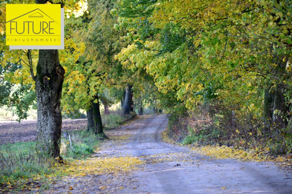 Działka leśna Borzynowo