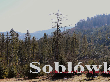 Działka budowlana Soblówka sprzedam