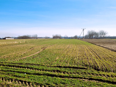 Działka rolna Rogóżno