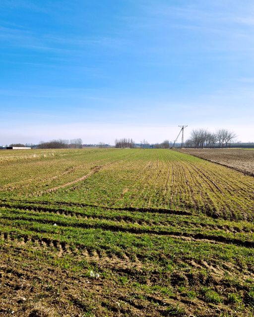 Działka rolna Rogóżno