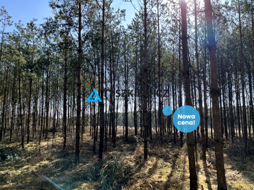 Działka leśna Rosochatka sprzedam