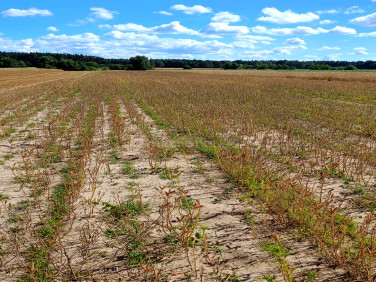 Działka rolna Dąbkowice Dolne