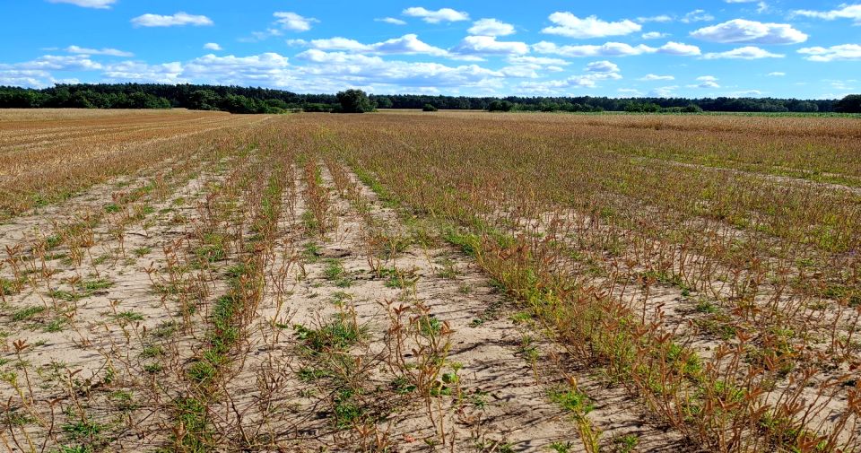 Działka rolna Dąbkowice Dolne