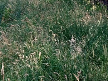 Działka budowlana Wielopole Skrzyńskie