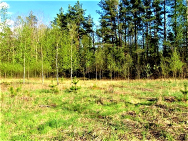 Działka budowlana Turośń Kościelna