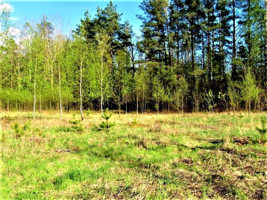 Działka budowlana Turośń Kościelna