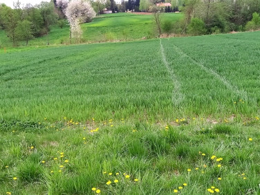 Działka budowlana Chmielnik