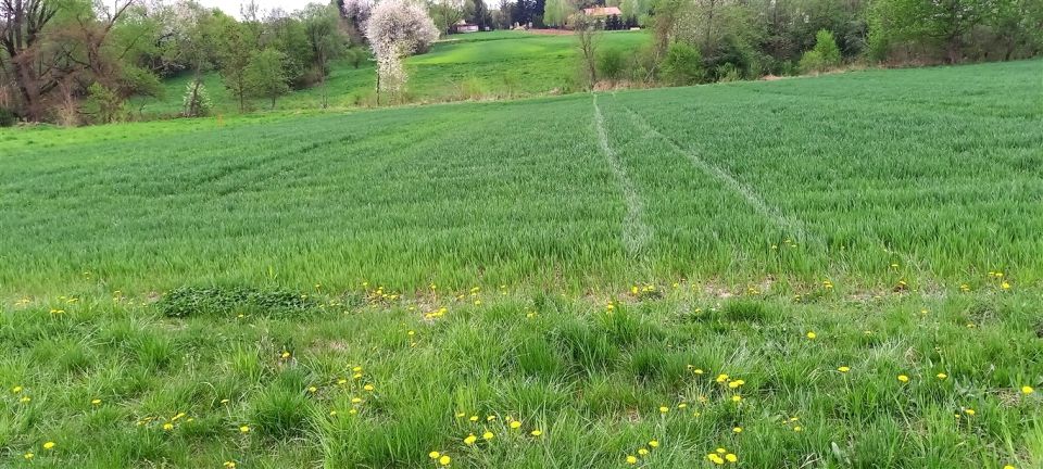 Działka budowlana Chmielnik