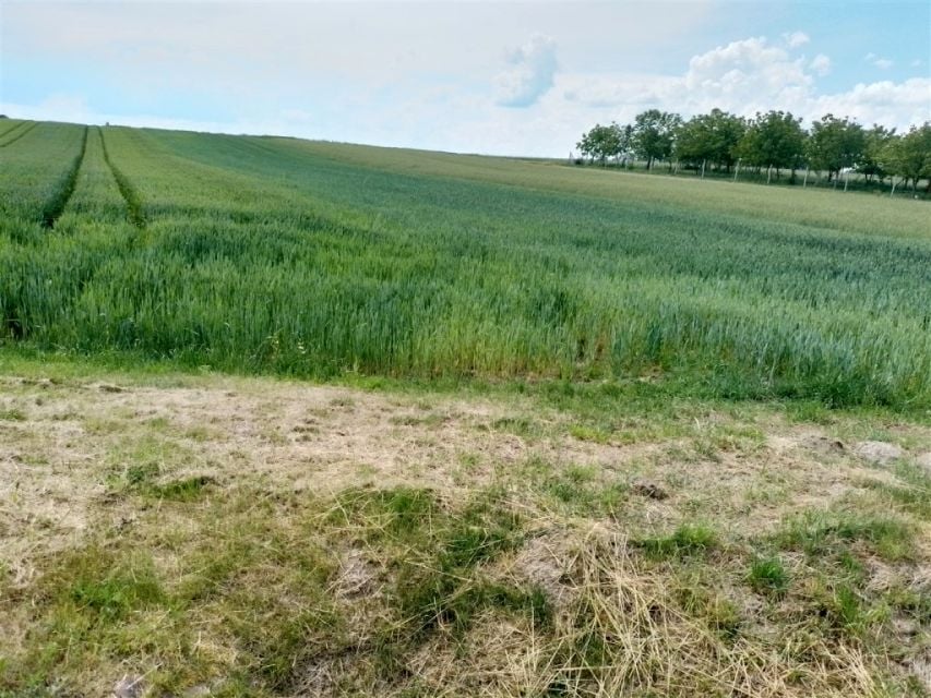 Działka budowlana Grodzisko Dolne