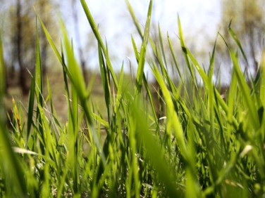 Działka leśna Lyski