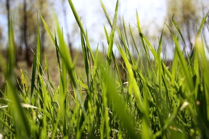 Działka leśna Lyski