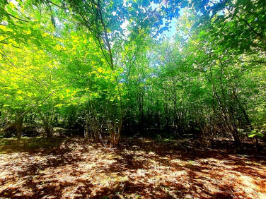 Działka leśna Łapy