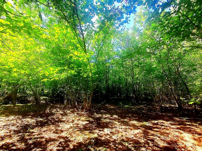 Działka leśna Łapy