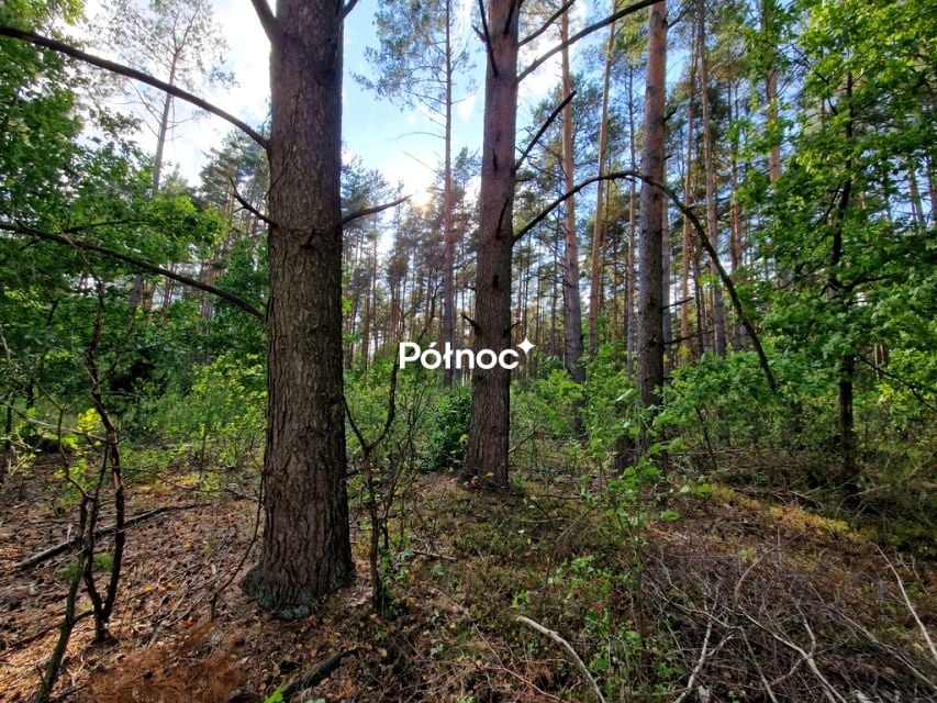 Zdjęcie 3