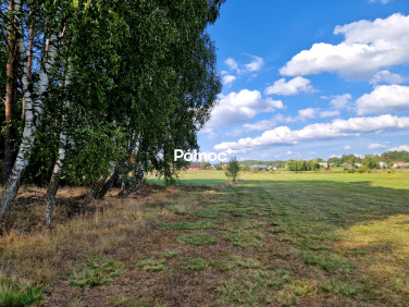 Działka leśna Krynickie sprzedam