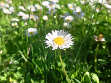 Działka rekreacyjna Częstochowa