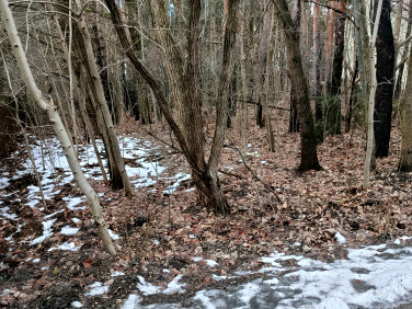 Działka leśna Legionowo