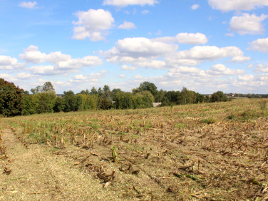 Działka budowlana Przybyszów