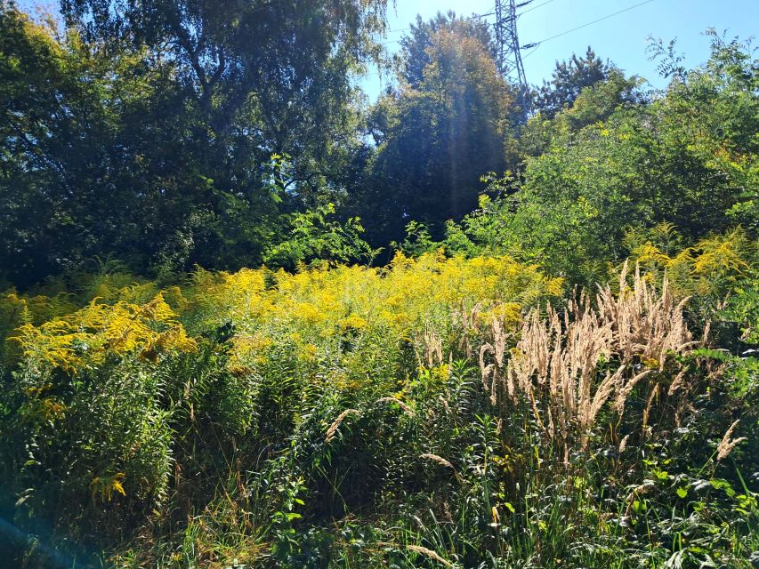 Działka inna Sosnowiec