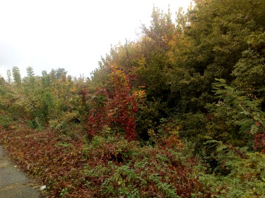 Działka inna Bieruń