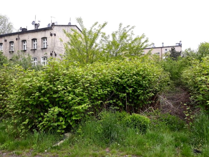 Działka inna Ruda Śląska