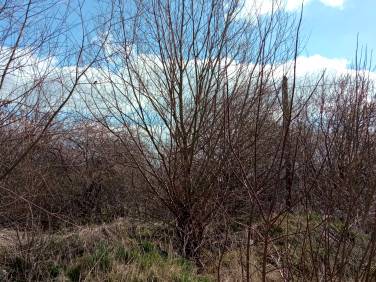 Działka inna Krzywda