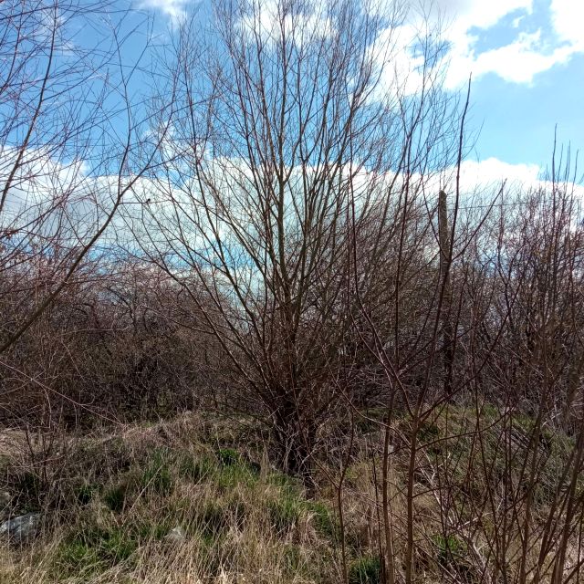 Działka inna Krzywda