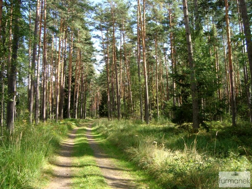 Działka leśna Lipiny Górne-Lewki