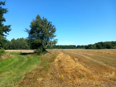 Działka rolna Blinno sprzedam