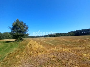 Działka rolna Blinno