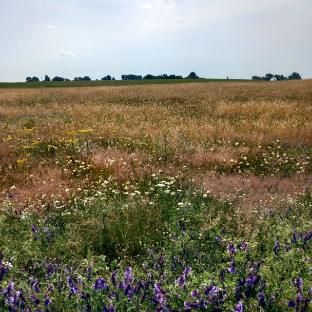 Działka Skoszewo