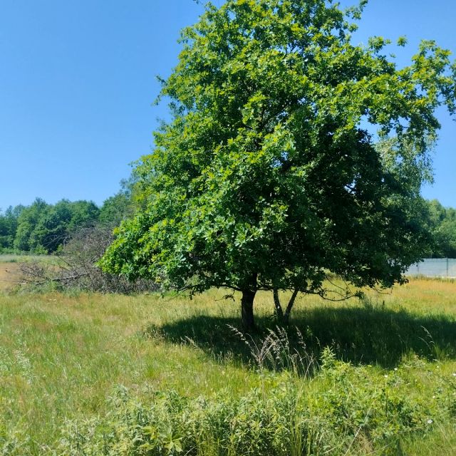 Działka siedliskowa Przeginia Narodowa