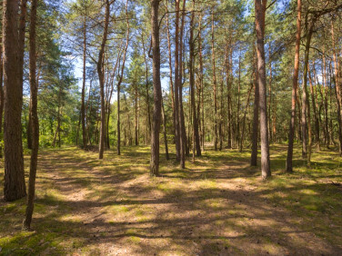 Działka leśna Ossolin sprzedam