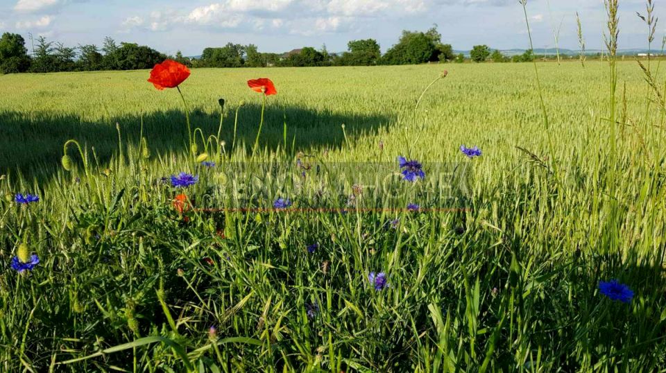 Działka Wiązów