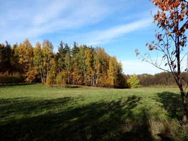 Działka inna Wola Pniewska