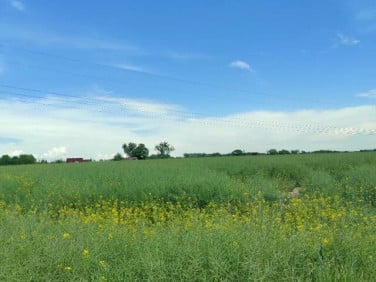 Działka budowlana Pniów