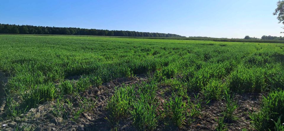 Działka budowlana Gałkówek-Kolonia sprzedam