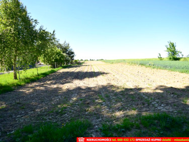 Działka Dominów
