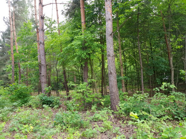 Działka budowlana Tartak Brzózki