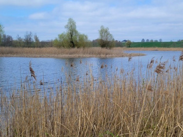 Działka Zieleniewo