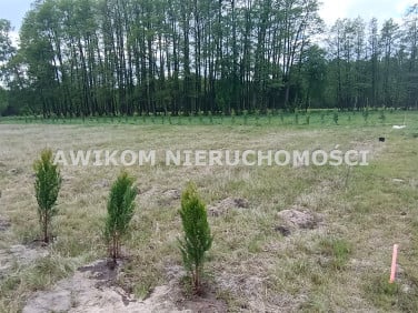 Działka Radziwiłłów