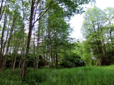 Działka Boruja Nowa
